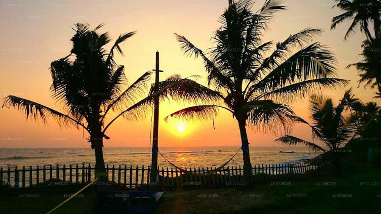Shaka Sign Surf, Mirissa