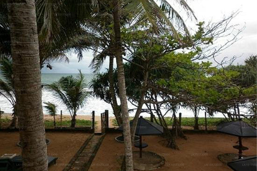 Зода Индурува, Бентота