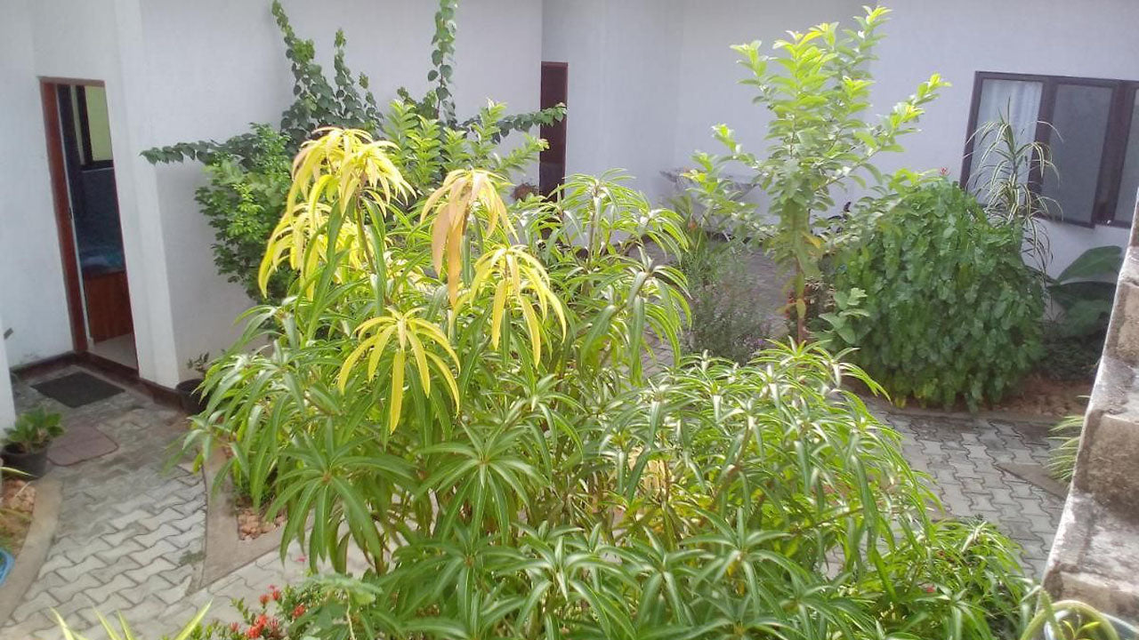 Соловей, Курунегала