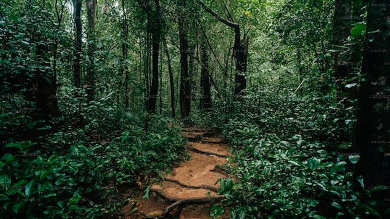 Экскурсия по лесному заповеднику Синхараджа с гидом и входными билетами.