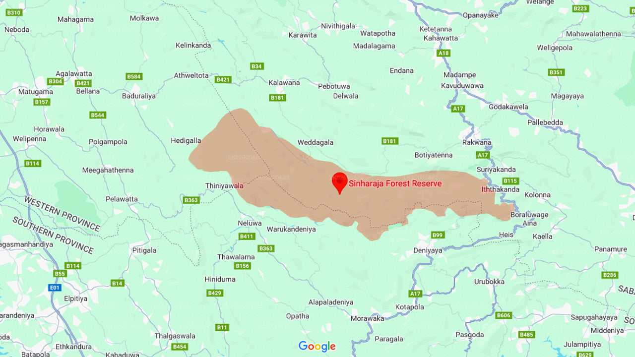 Лорис наблюдает из тропического леса Синхараджа