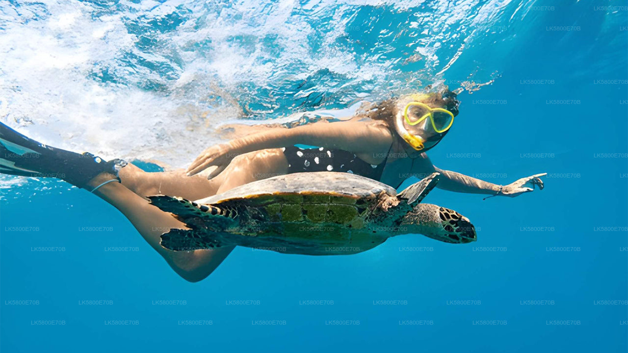 Плавание с маской и трубкой рядом с морскими черепахами у острова Пиджен.
