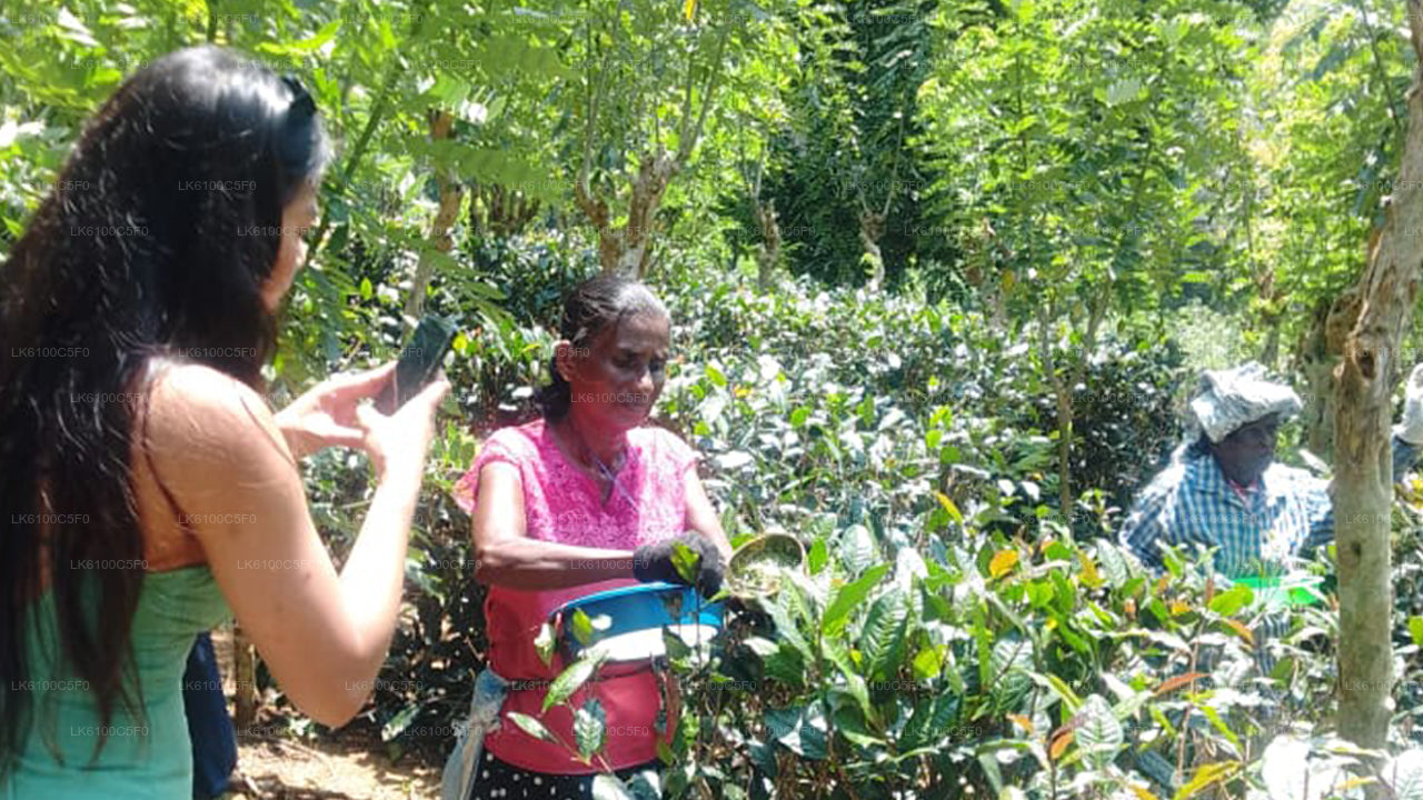 Откройте для себя скрытые жемчужины Галле и пообедайте с местными жителями