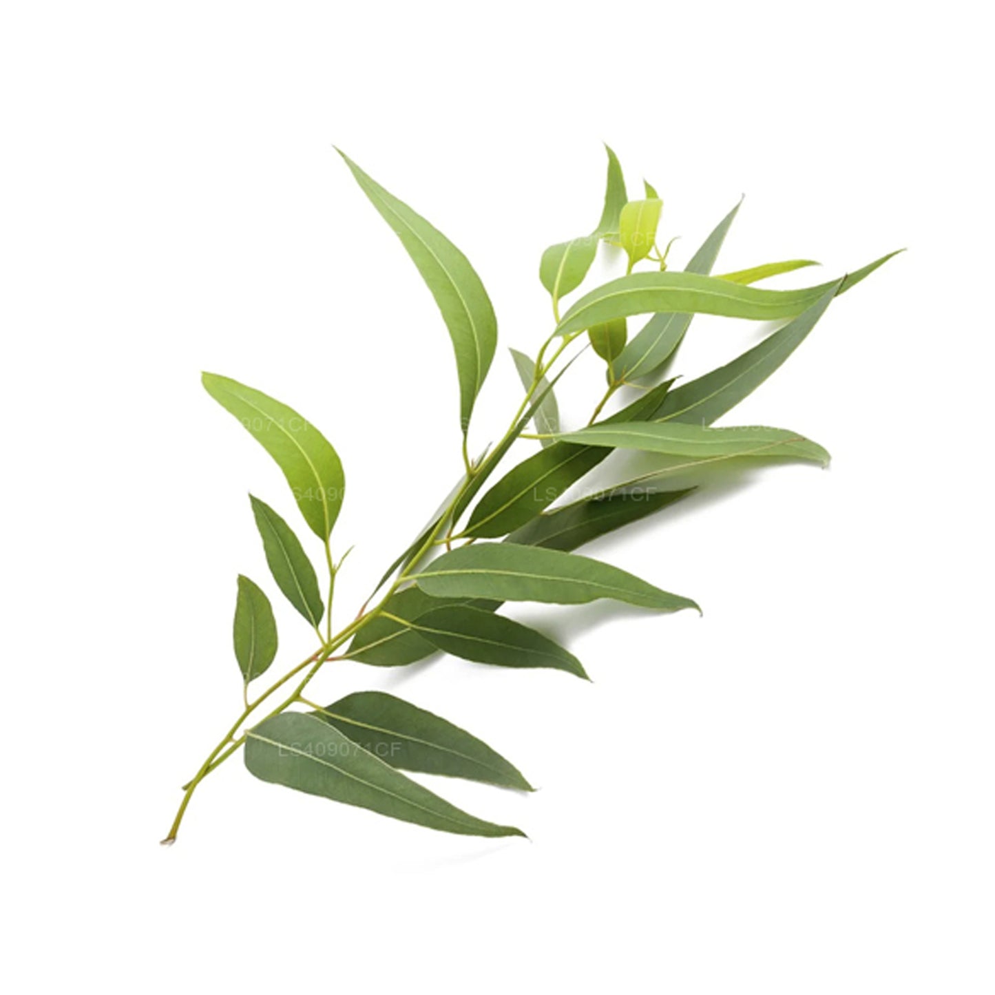 Эфирное масло эвкалипта Лакпура (15 мл)