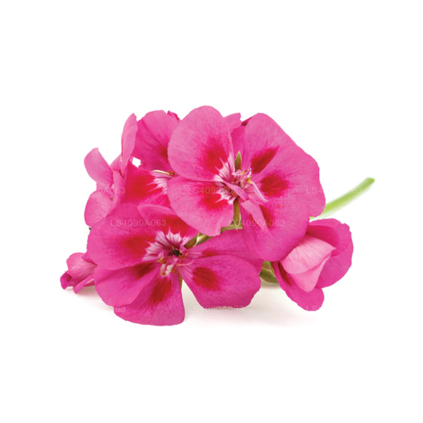 Эфирное масло герани Лакпура (15 мл)