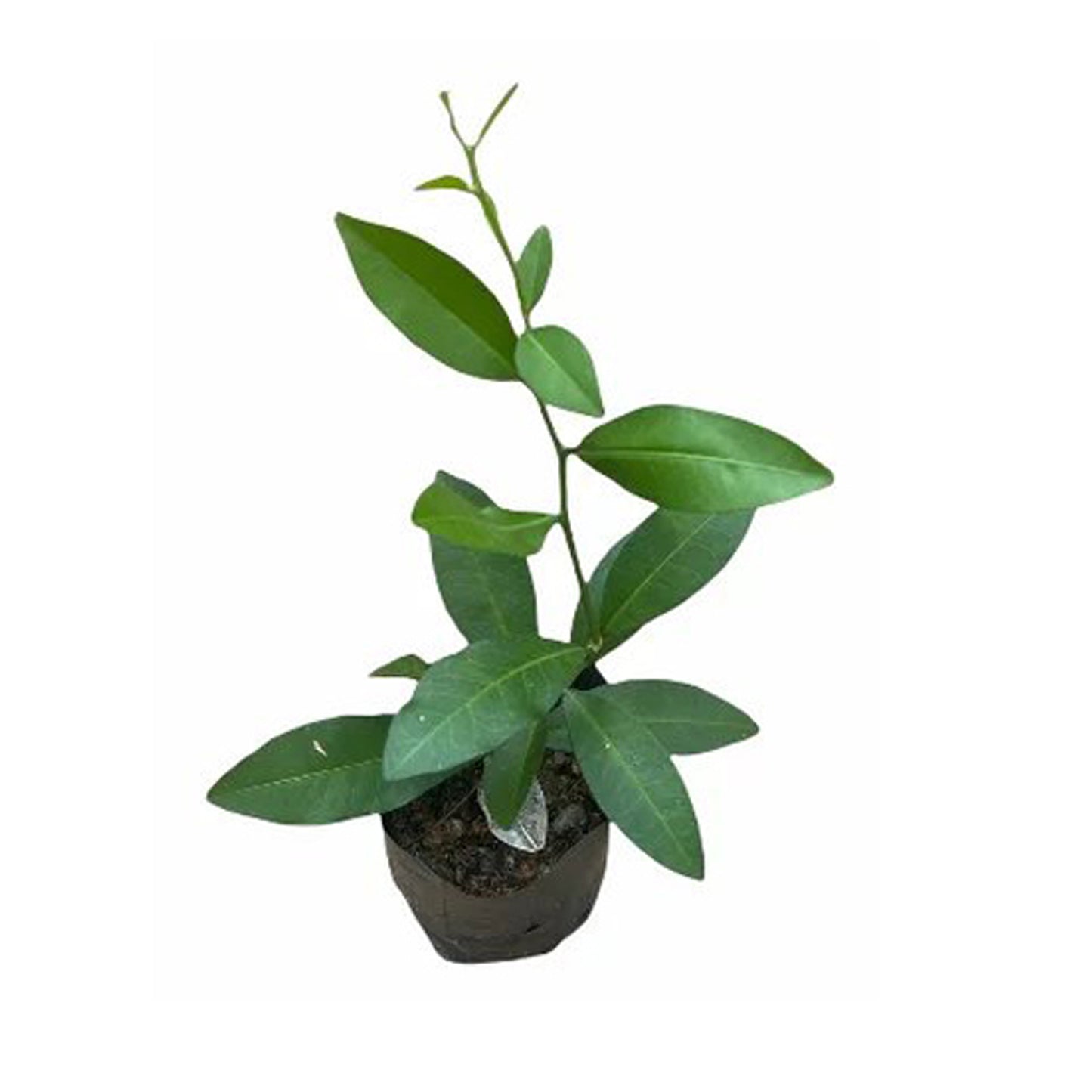 Яки Наран () Лекарственные растения