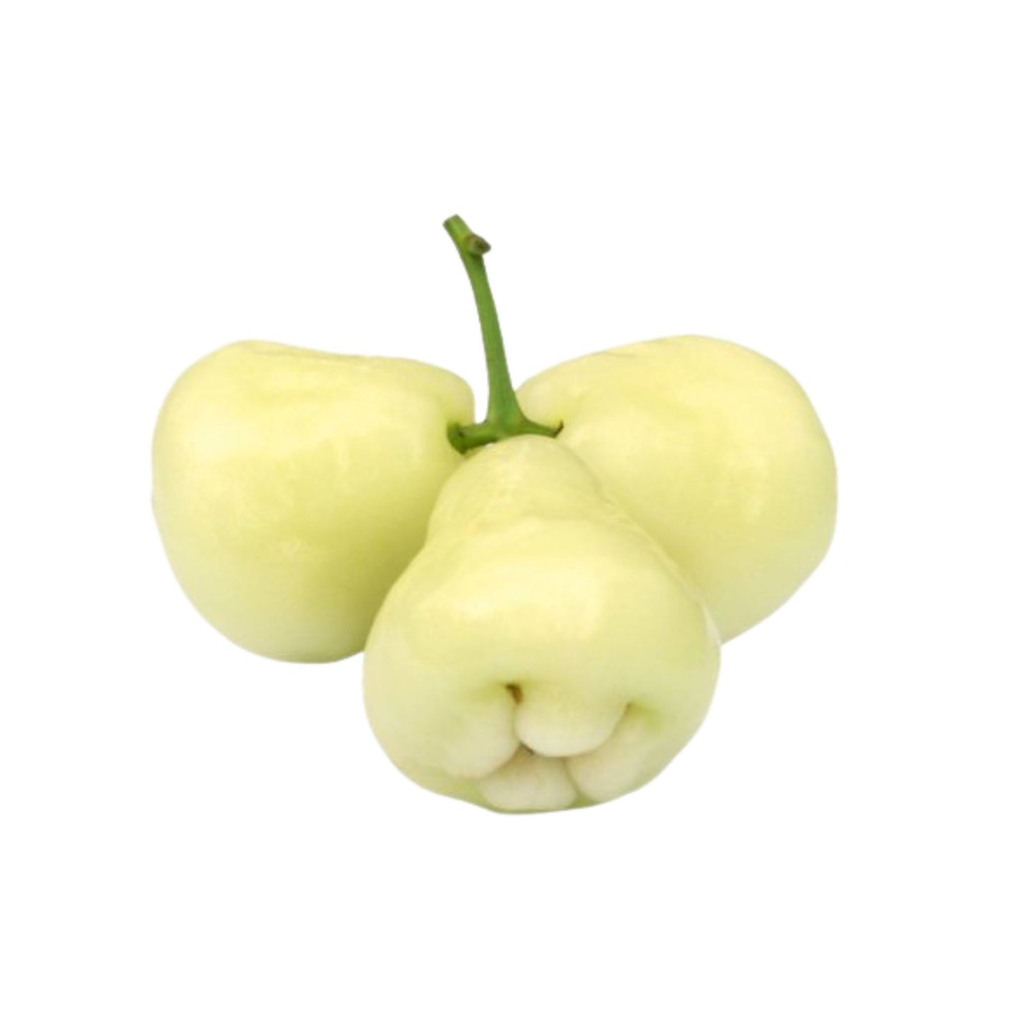 Белая розовая яблоня Lakpura®