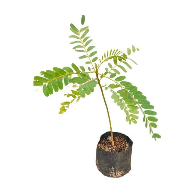 Lakpura Kathurumurunga Plant