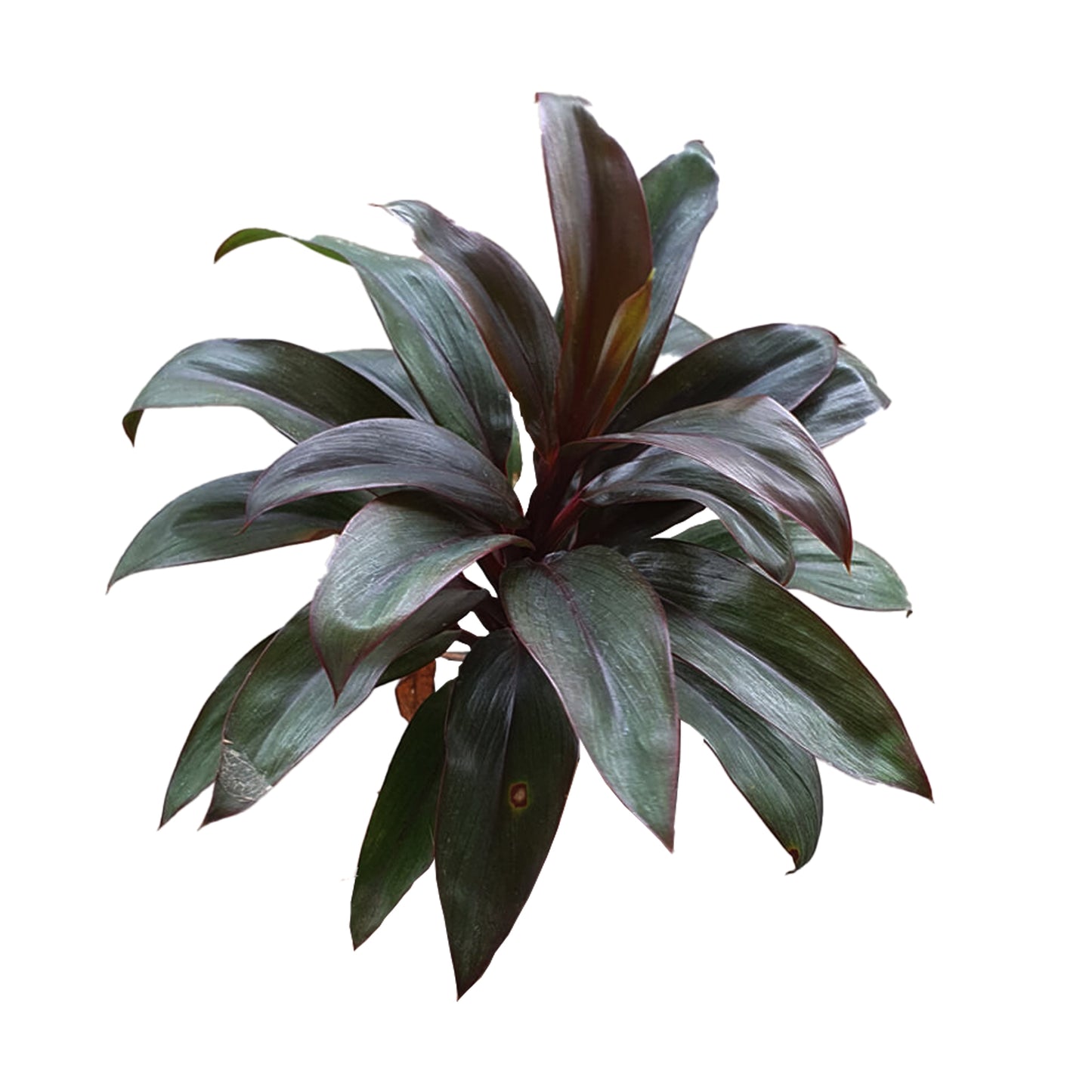 Листья Lakpura® Dracaena Purple Compacta — средние