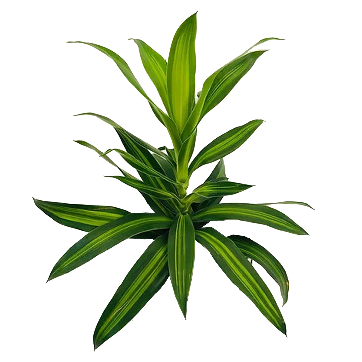 Lakpura Dracaena Reflexa «Песня Ямайки» (50 листов) средняя