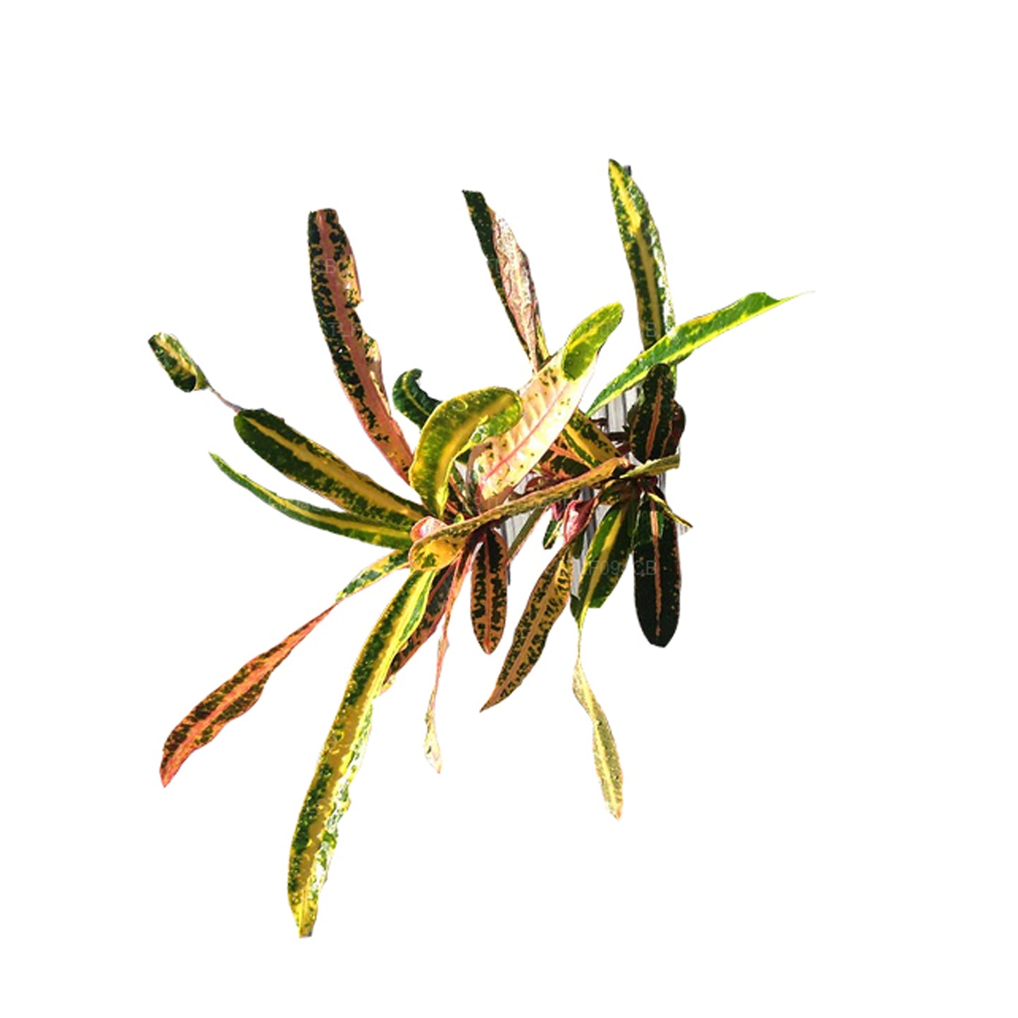 Лакпура Виктория Голд Белл Кротон (50 листьев)