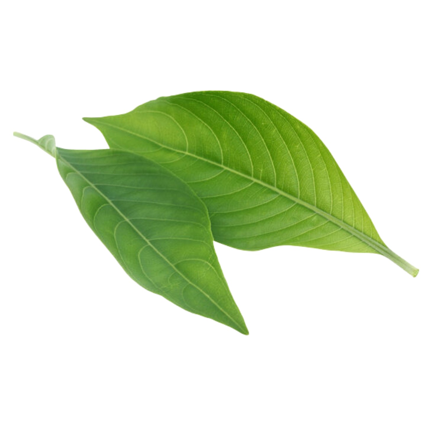 Lakpura® Dehydrated Pawatta Leaves ( Malabar Nut / Justicia adhatoda )