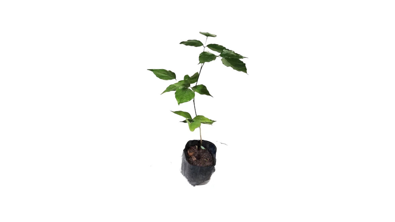 Lakpura Indian Beech Tree (Magul Karada) Plant