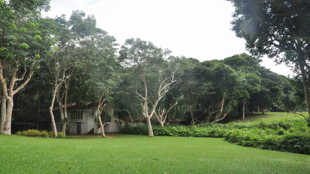 Excursão pela cidade de Bentota saindo de Hikkaduwa