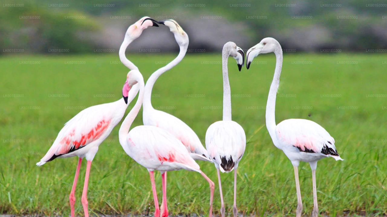 Сафари по национальному парку Бундала из Коггалы