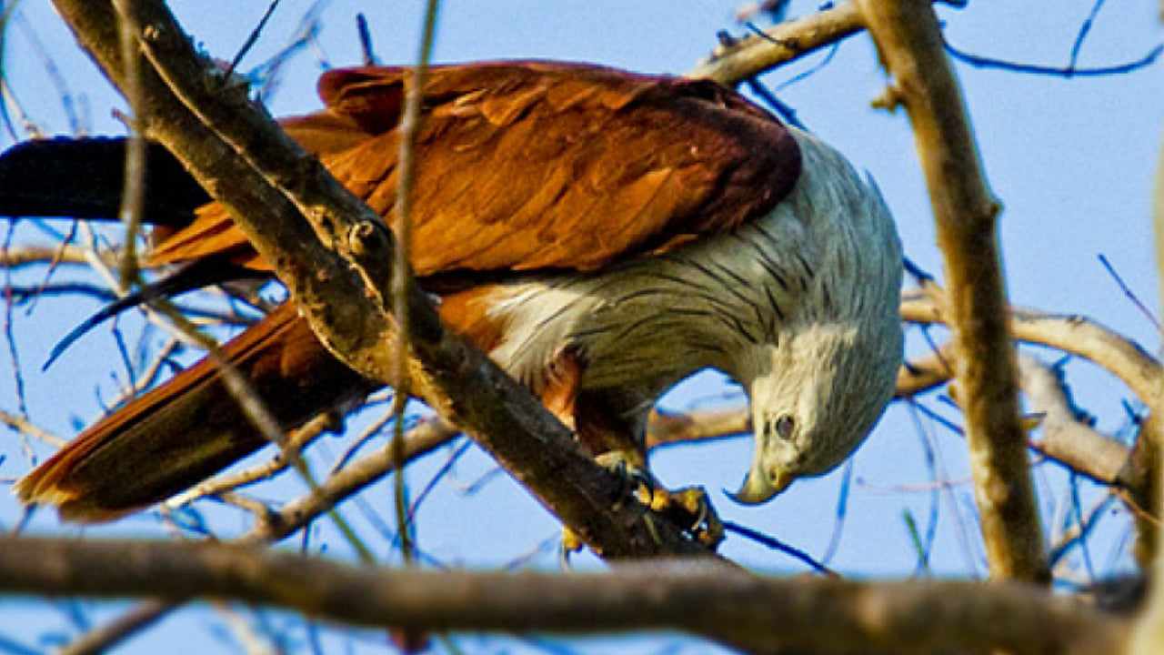 Входной билет в национальный парк Миннерия