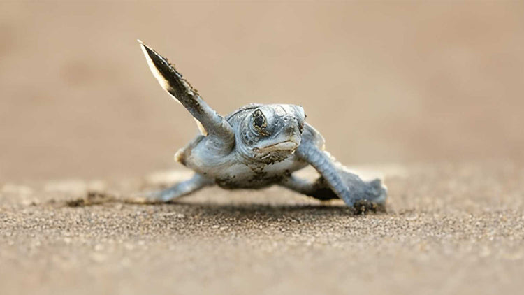 Turtle Watching