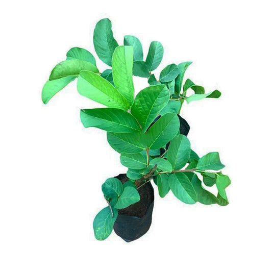 Плодовое растение гуавы Лакпура Кило