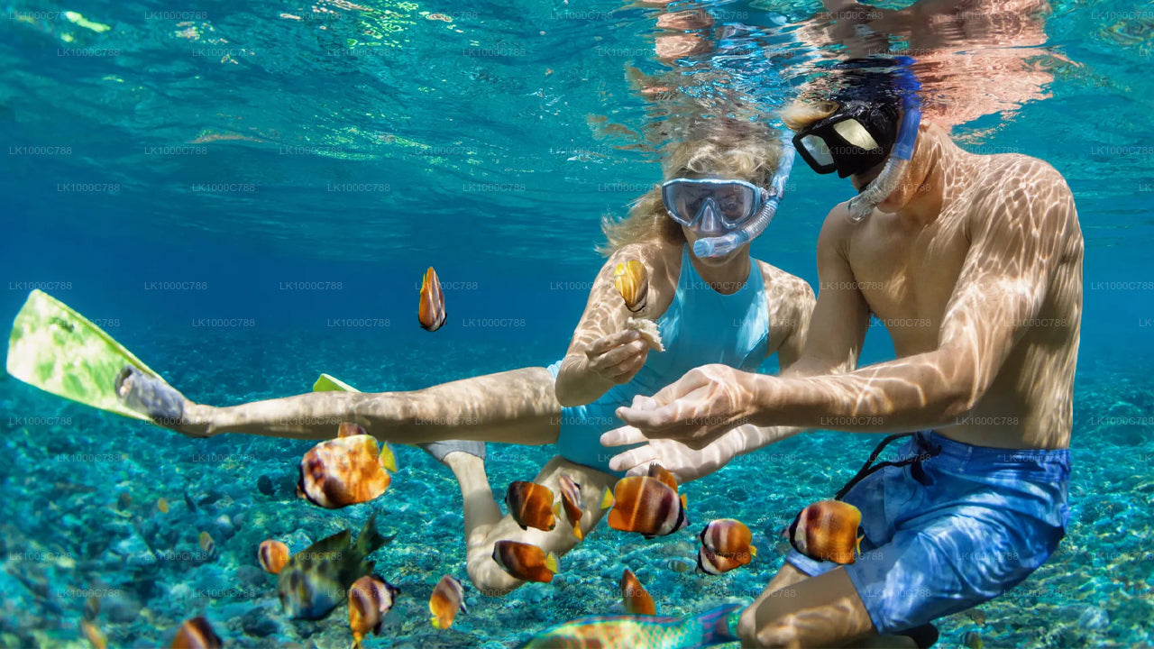 Dolphin Watching, Snorkeling, and Fishing Combined Tour at Trincomalee