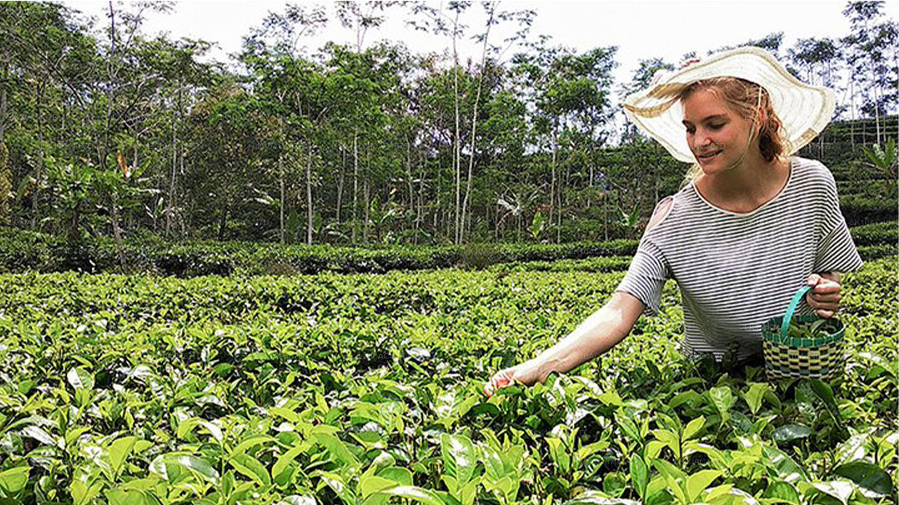 Устойчивый тур (10 дней)