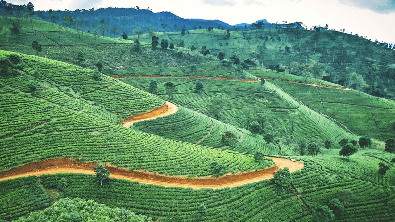 Основные достопримечательности Шри-Ланки, которые можно увидеть на поезде (12)