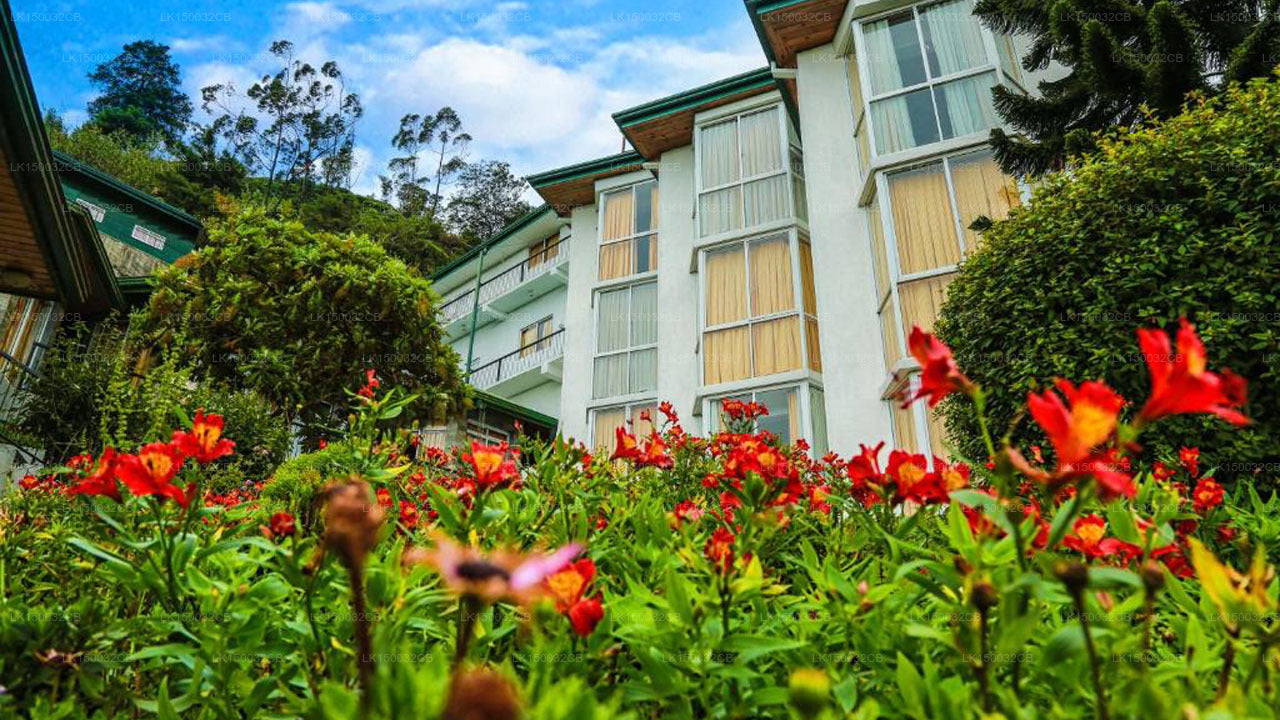 Оук Рэй Саммер Хилл Бриз, Нувара Элия