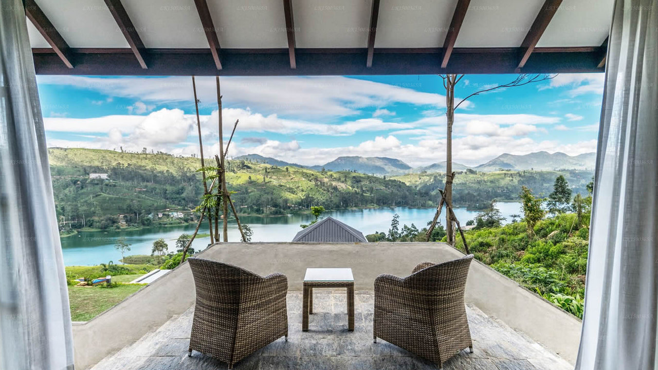 Tea Plant, Nuwara Eliya