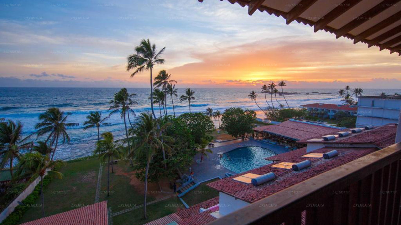 Цитрусовая Хиккадува, Хиккадува