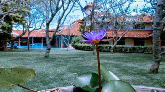 Аюрведический и спа-курорт AIDA, Бентота