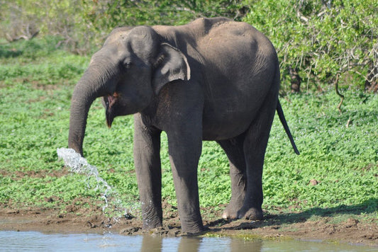 Бунгало для отдыха «Катагамува Пияса», Яла