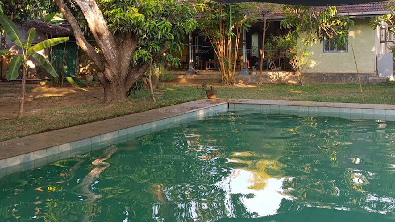 The Ficus Grove, Habarana