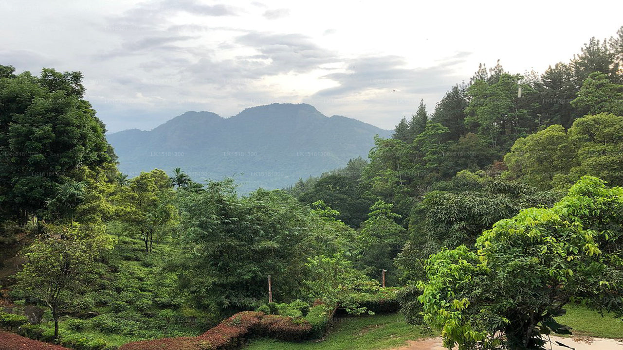 Окраина леса, Китулгала