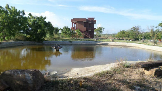 Crazy Peacock, Kirinda