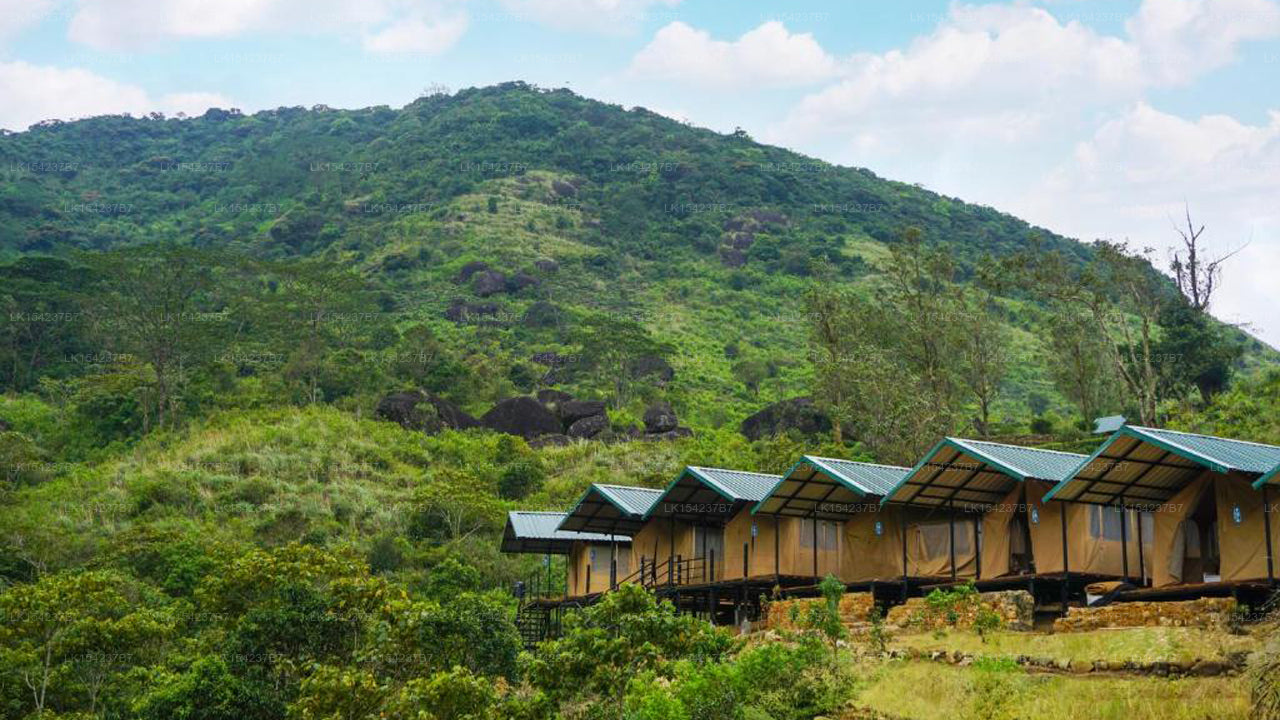 Wild Glamping Knuckles