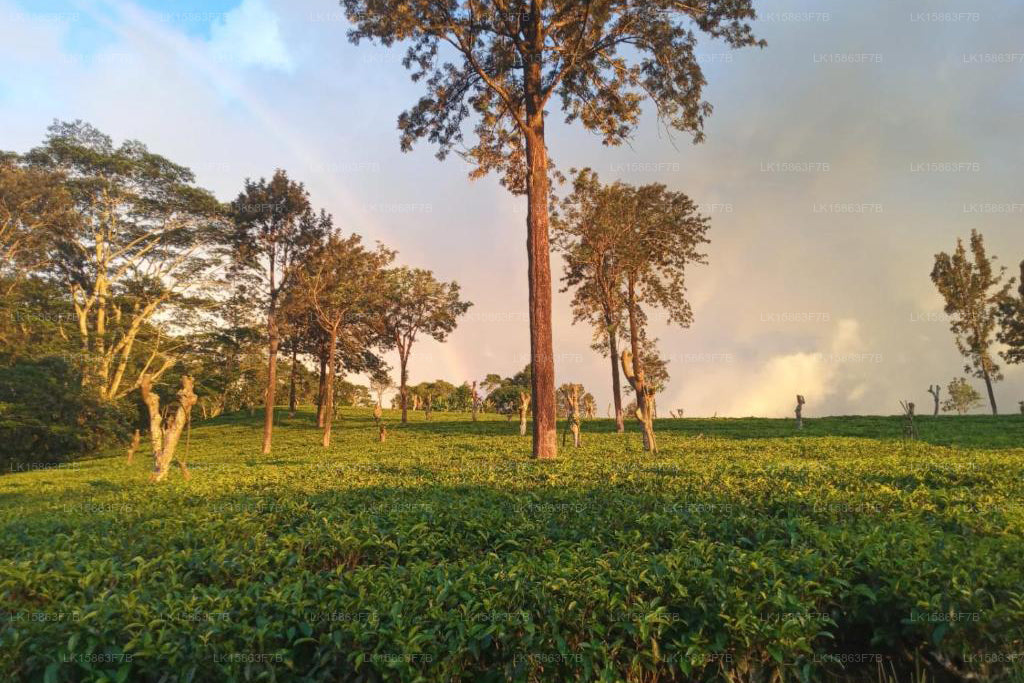 Вилла 95, Рангала, Канди