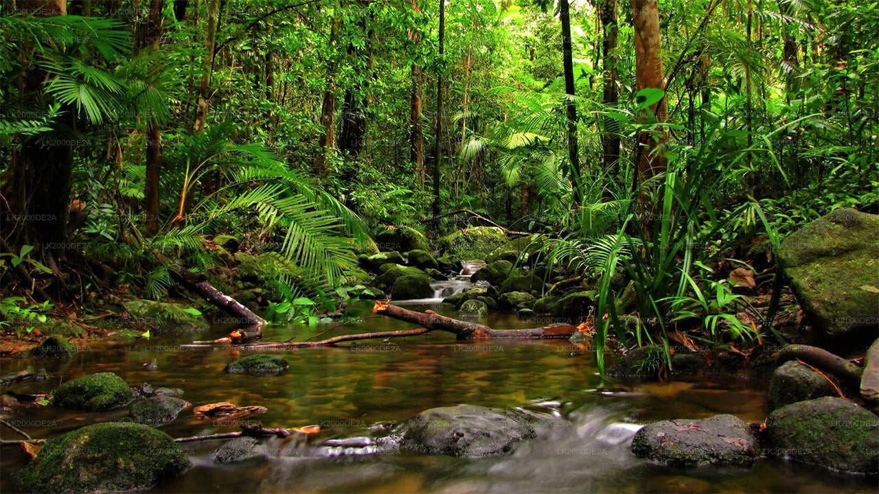 Экскурсия по лесному заповеднику Синхараджа с гидом и входными билетами.