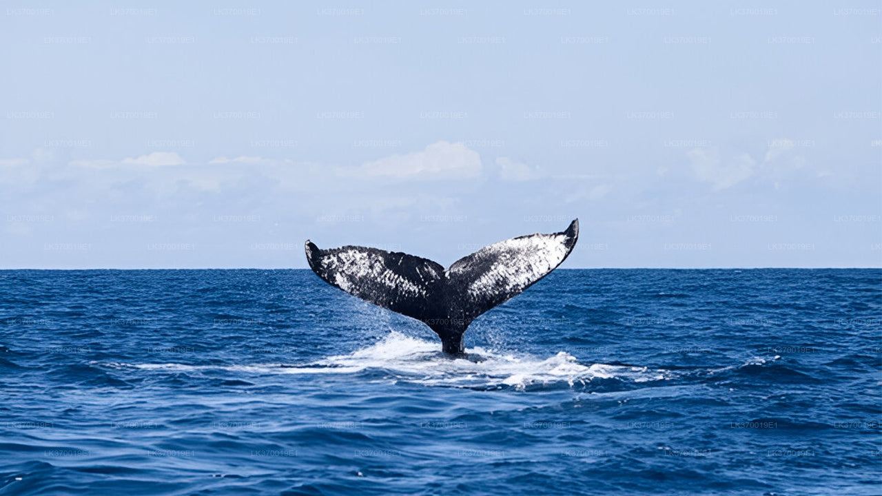 Whale Watching from Kosgoda on Shared Boat