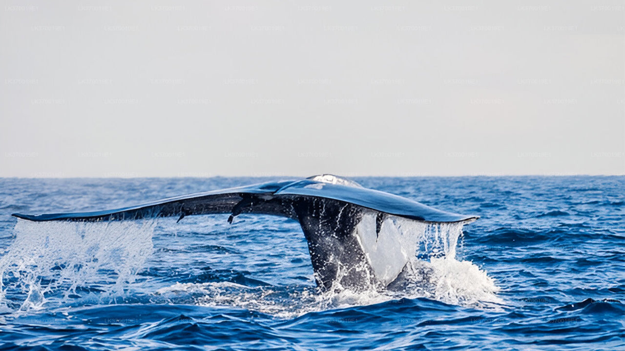 Whale Watching from Kosgoda on Shared Boat