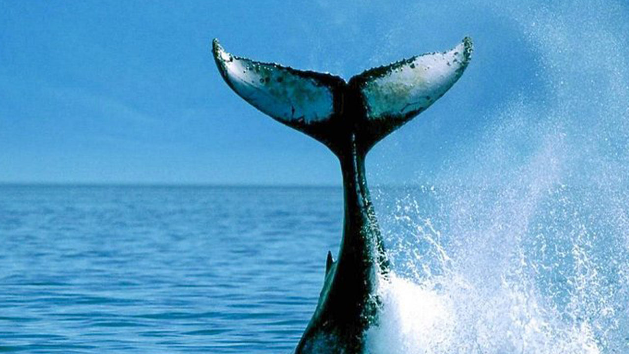 Частный тур по наблюдению за китами на роскошном катере из Мириссы