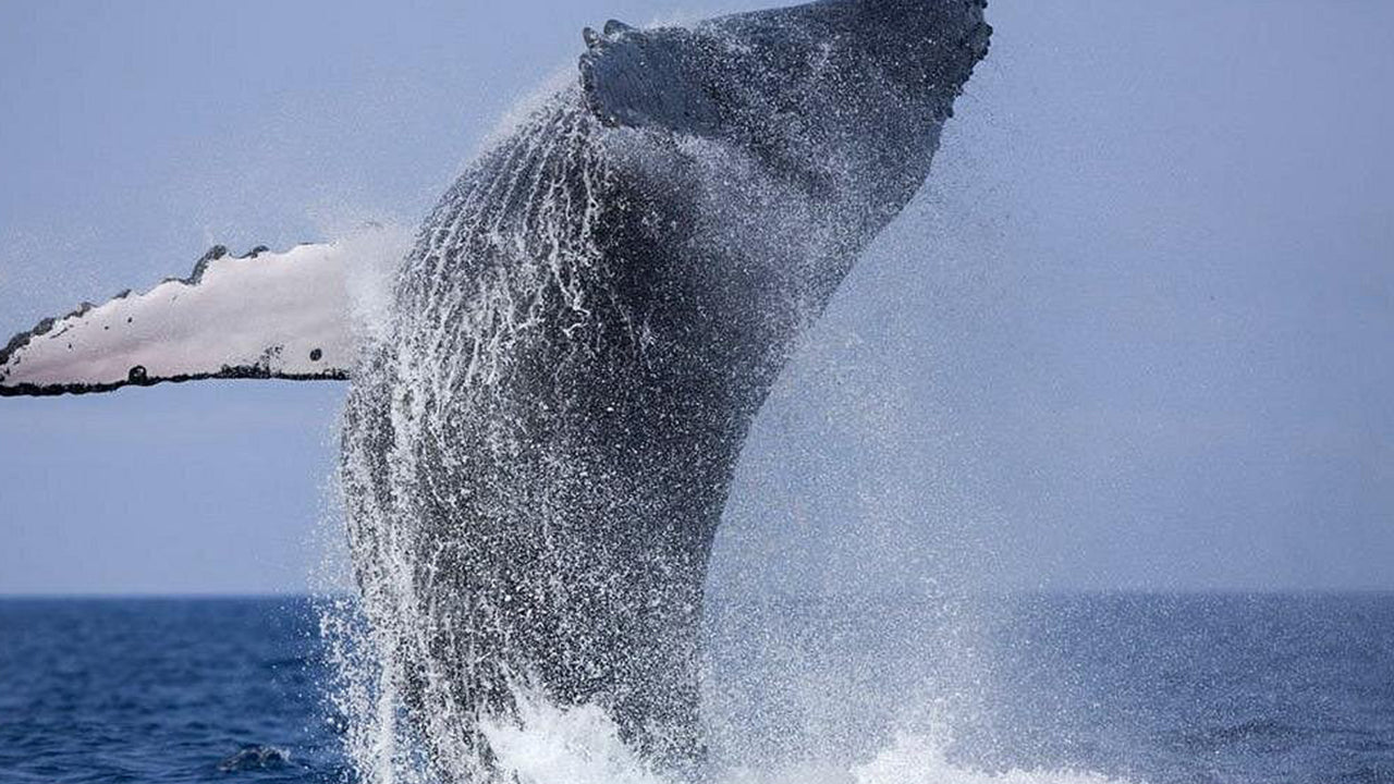 Частный тур по наблюдению за китами на роскошном катере из Мириссы