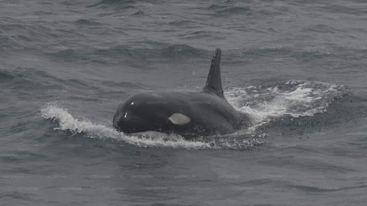 Экскурсия на яхте с наблюдением за китами из Тринкомали