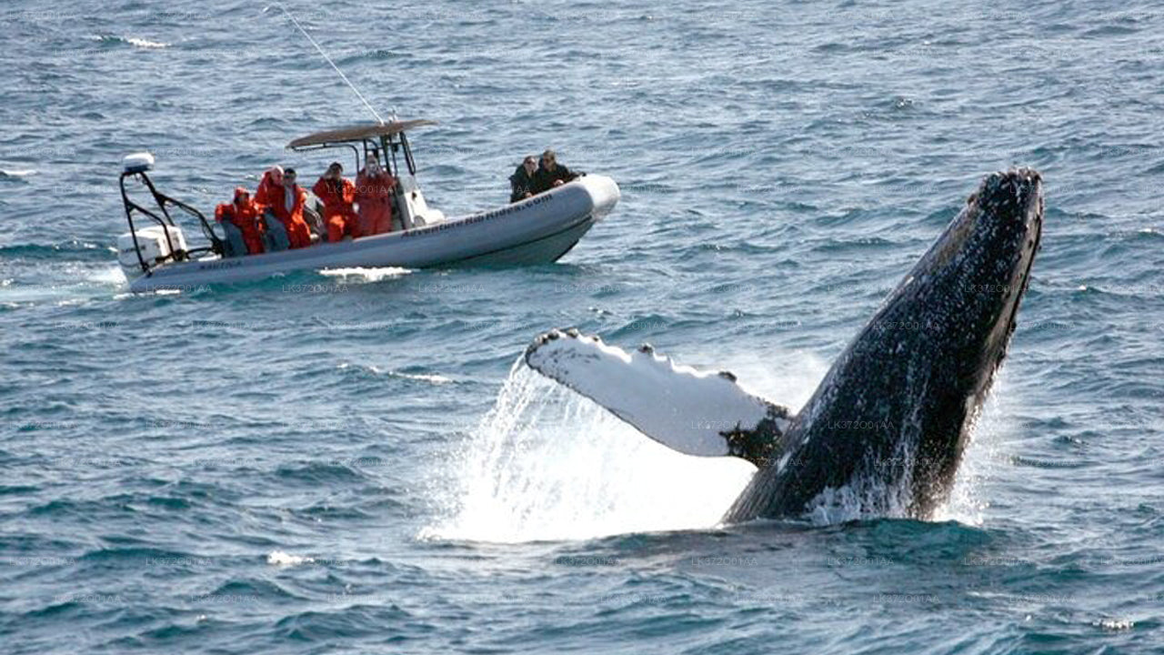 Whale Watching from Trincomalee on Private Boat