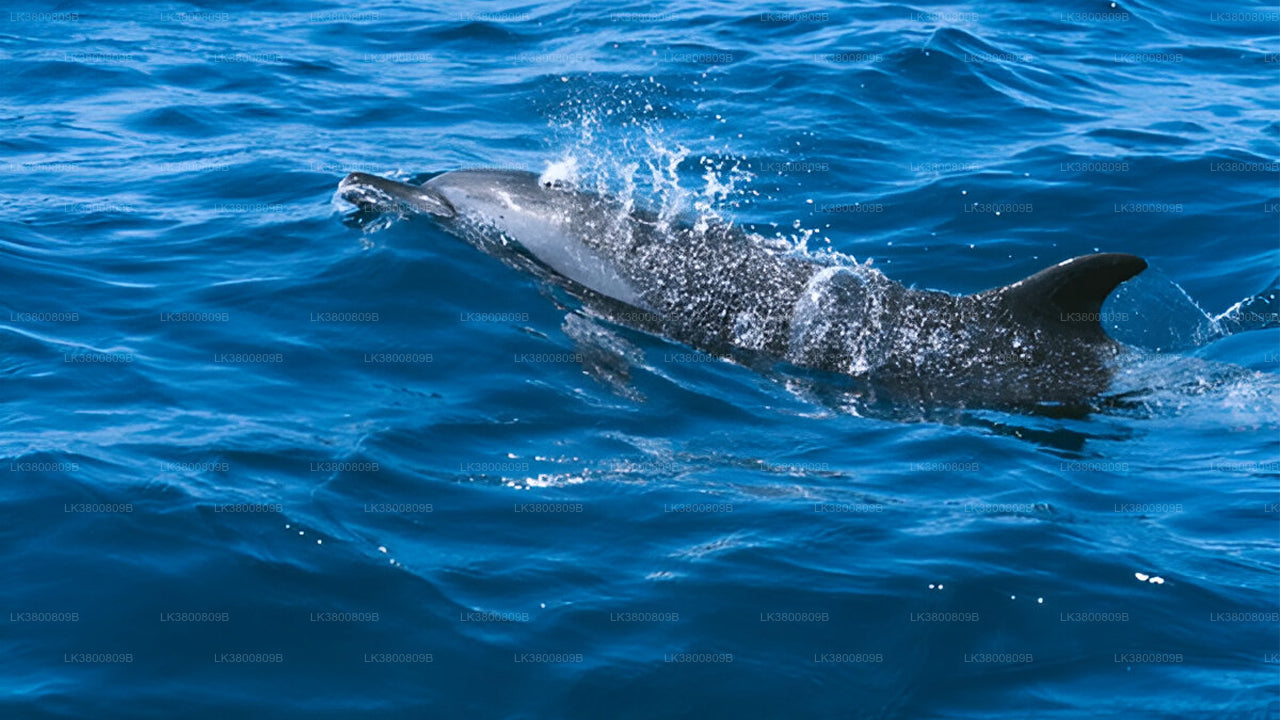 5-Hour Shared Dolphin Watching Cruise from Colombo
