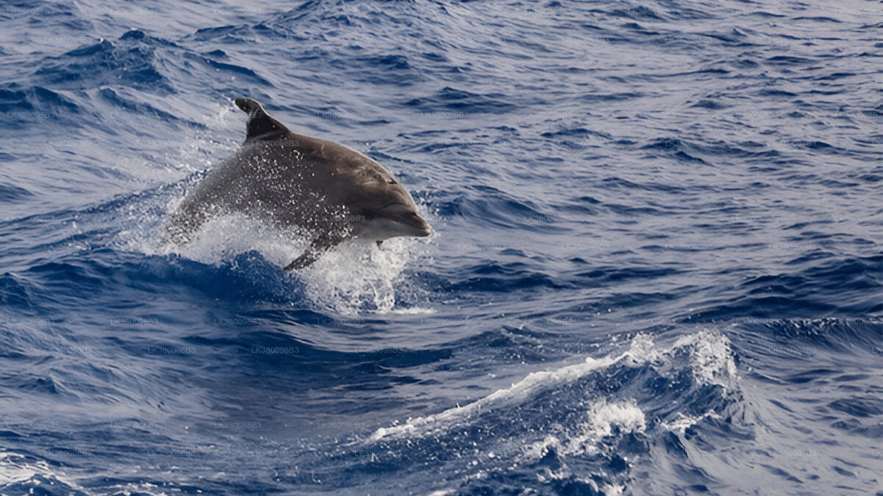 Dolphin Watching Boat Tour from Tangalle