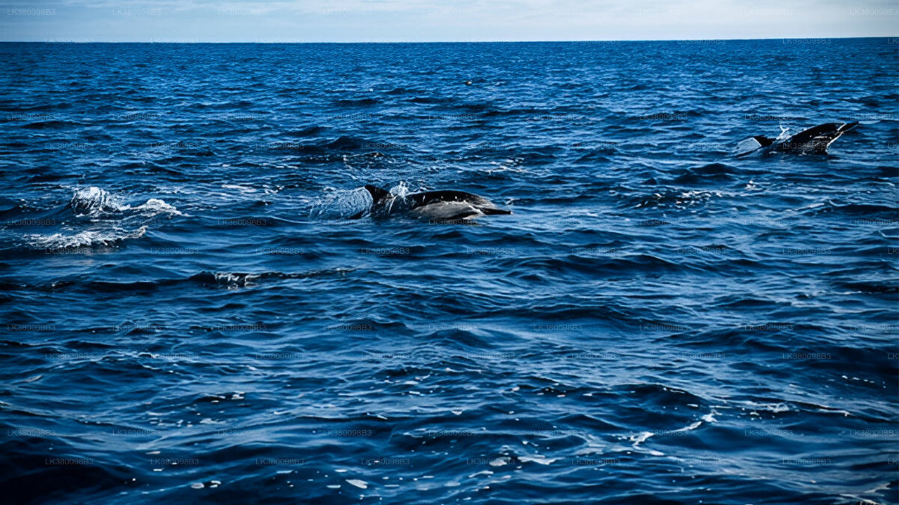 Dolphin Watching Boat Tour from Tangalle