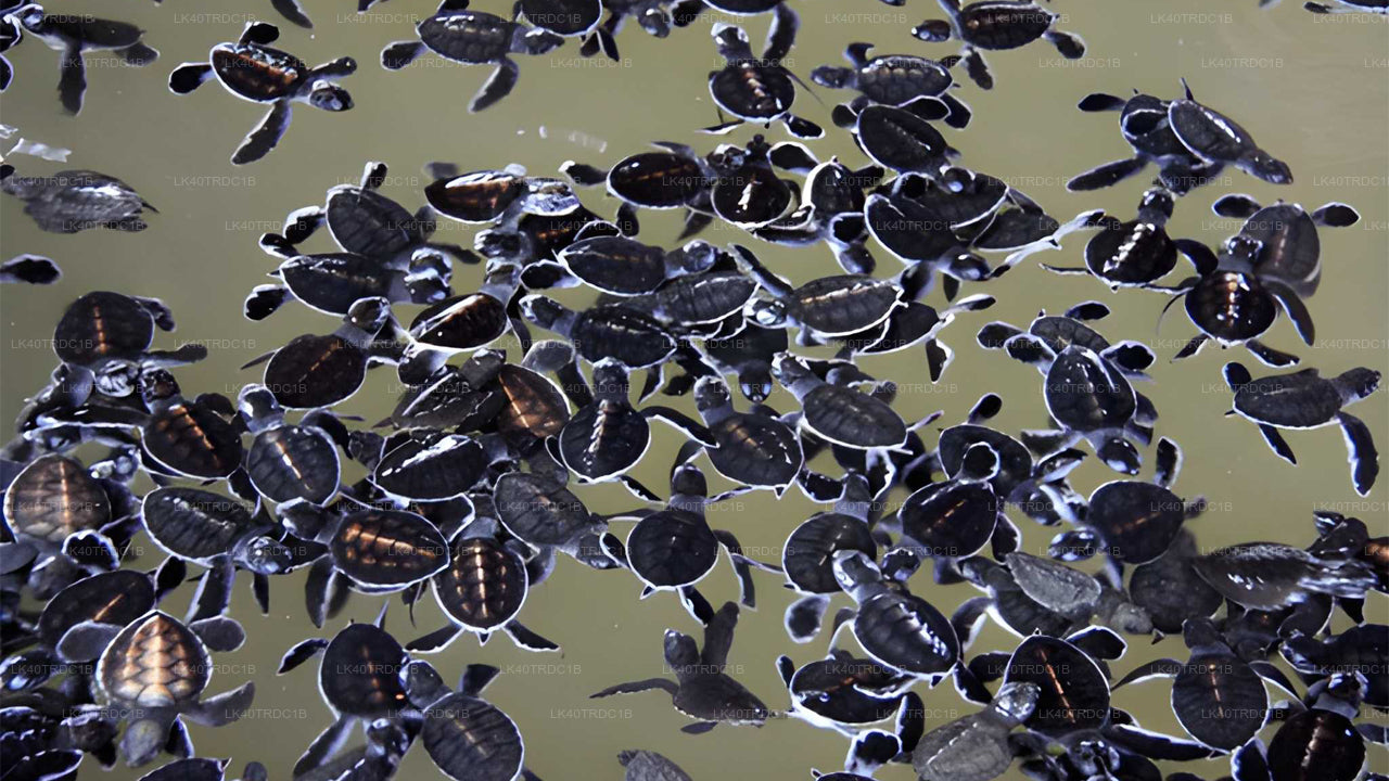 Индивидуальный трансфер из Негомбо в Хирикетию с остановками для осмотра достопримечательностей.