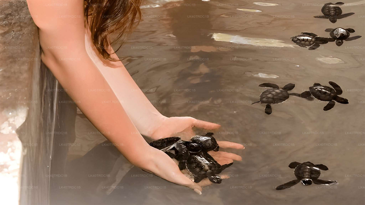 Индивидуальный трансфер из Негомбо в Хирикетию с остановками для осмотра достопримечательностей.