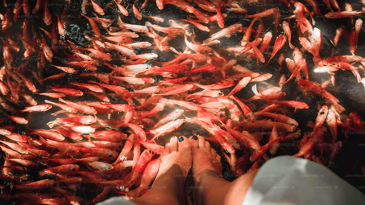 Индивидуальный трансфер из Негомбо в Хирикетию с остановками для осмотра достопримечательностей.