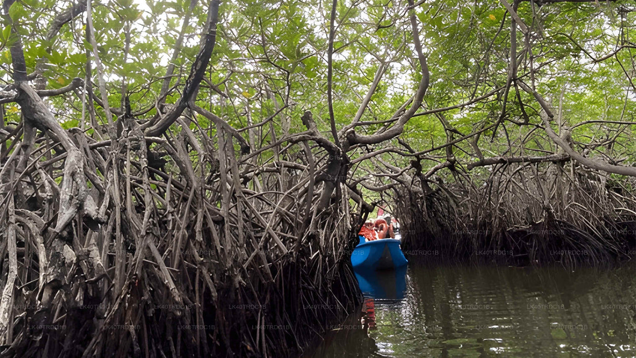 Индивидуальный трансфер из Негомбо в Хирикетию с остановками для осмотра достопримечательностей.