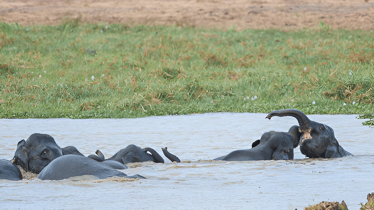 Частный тур из Сигирии в Канди с сафари Васгамува